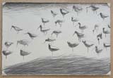 Black-tailed Godwits on Mud. 2025