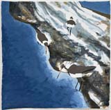 Black-tailed Godwits (Winter). 2026