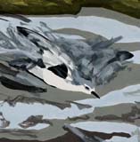 Fragment. Grey Plover. 2025